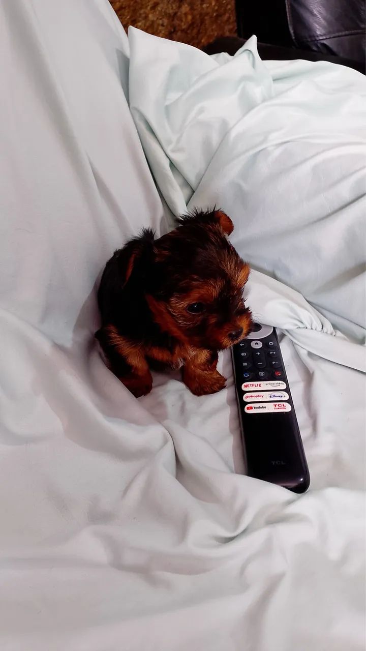 Yorkshire terrier filhote - Foto 4
