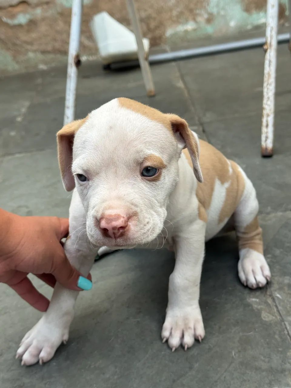 Pitbull red nouse - Foto 4