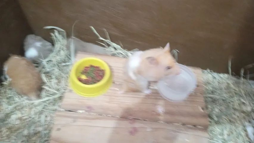 hamster sirio - Foto 4