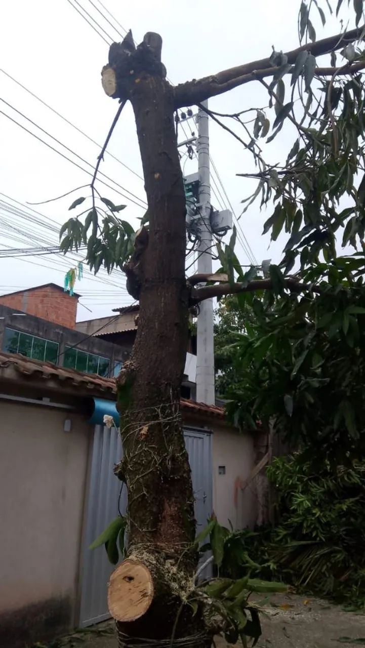 Corte e podas de árvores  - Foto 2