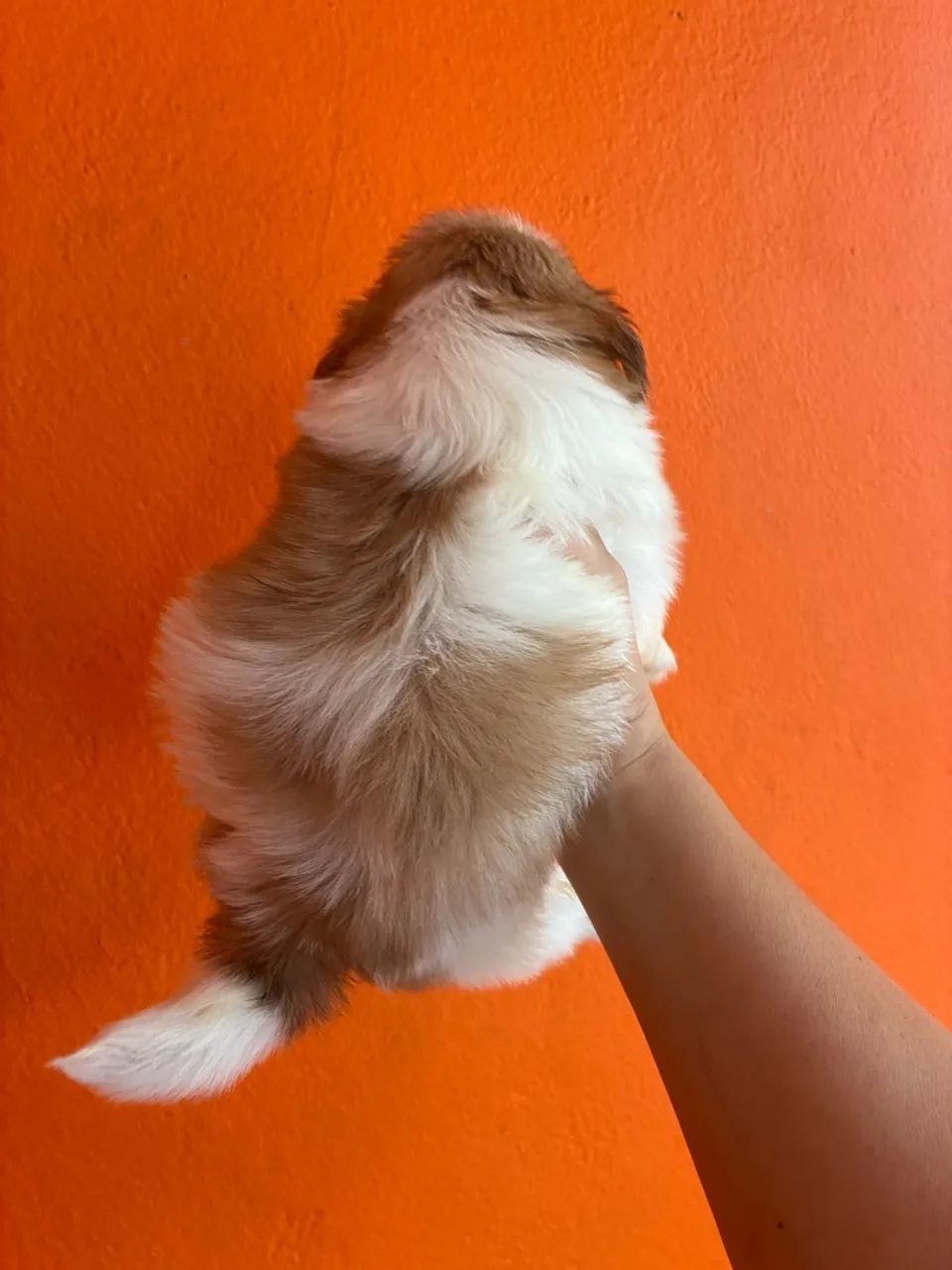 Shitzu micros macho - Foto 3