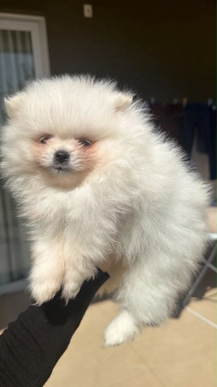 Vende-se Filhote Macho de Spitz Alemão  - Foto 2