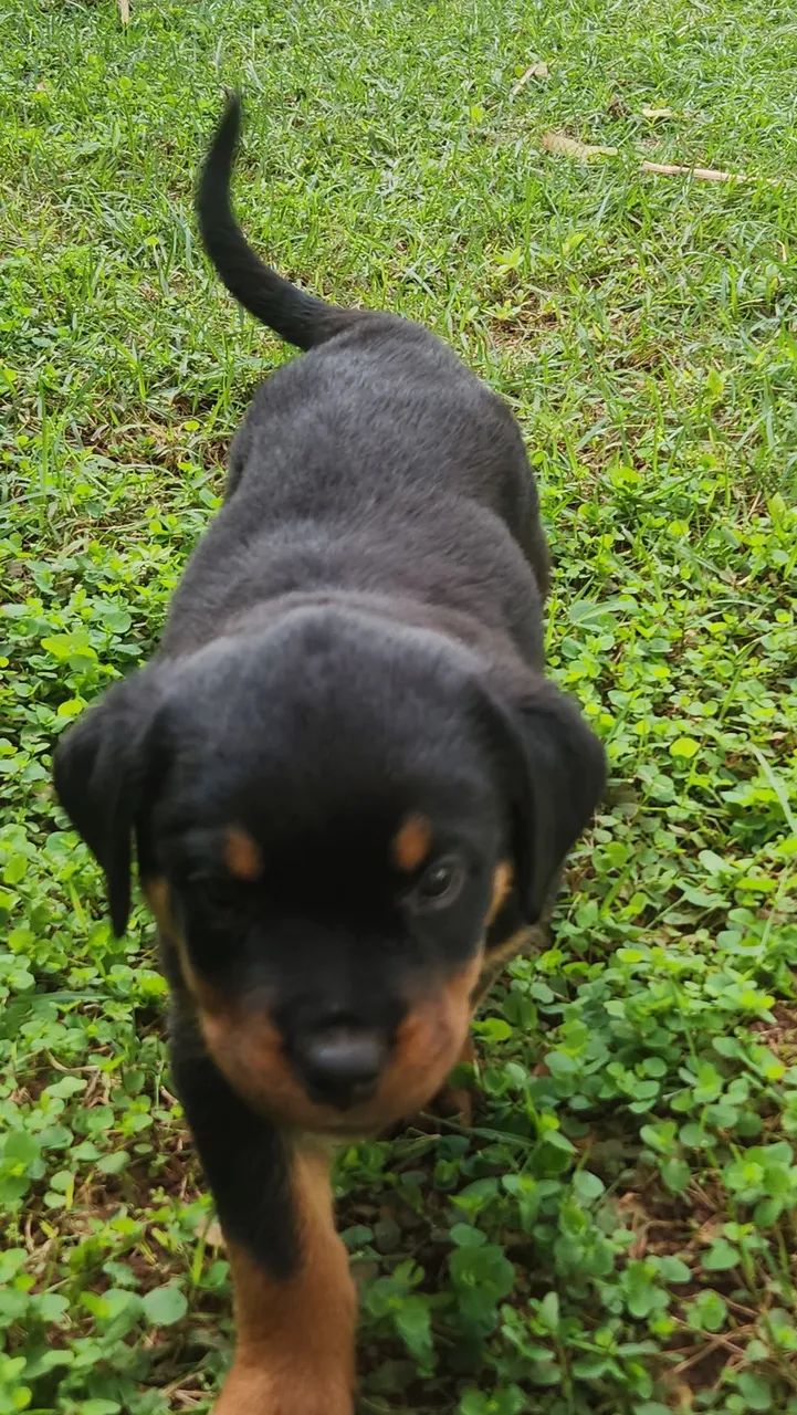 FILHOTES ROTWEILLER- OTIMA GENÉTICA- IMPERDÍVEL * - Foto 4