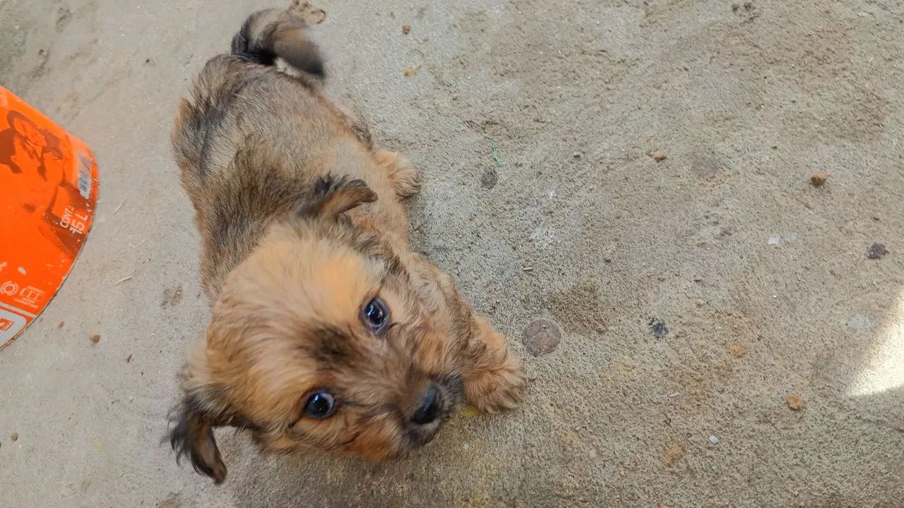 Cachorro pudow - Foto 2