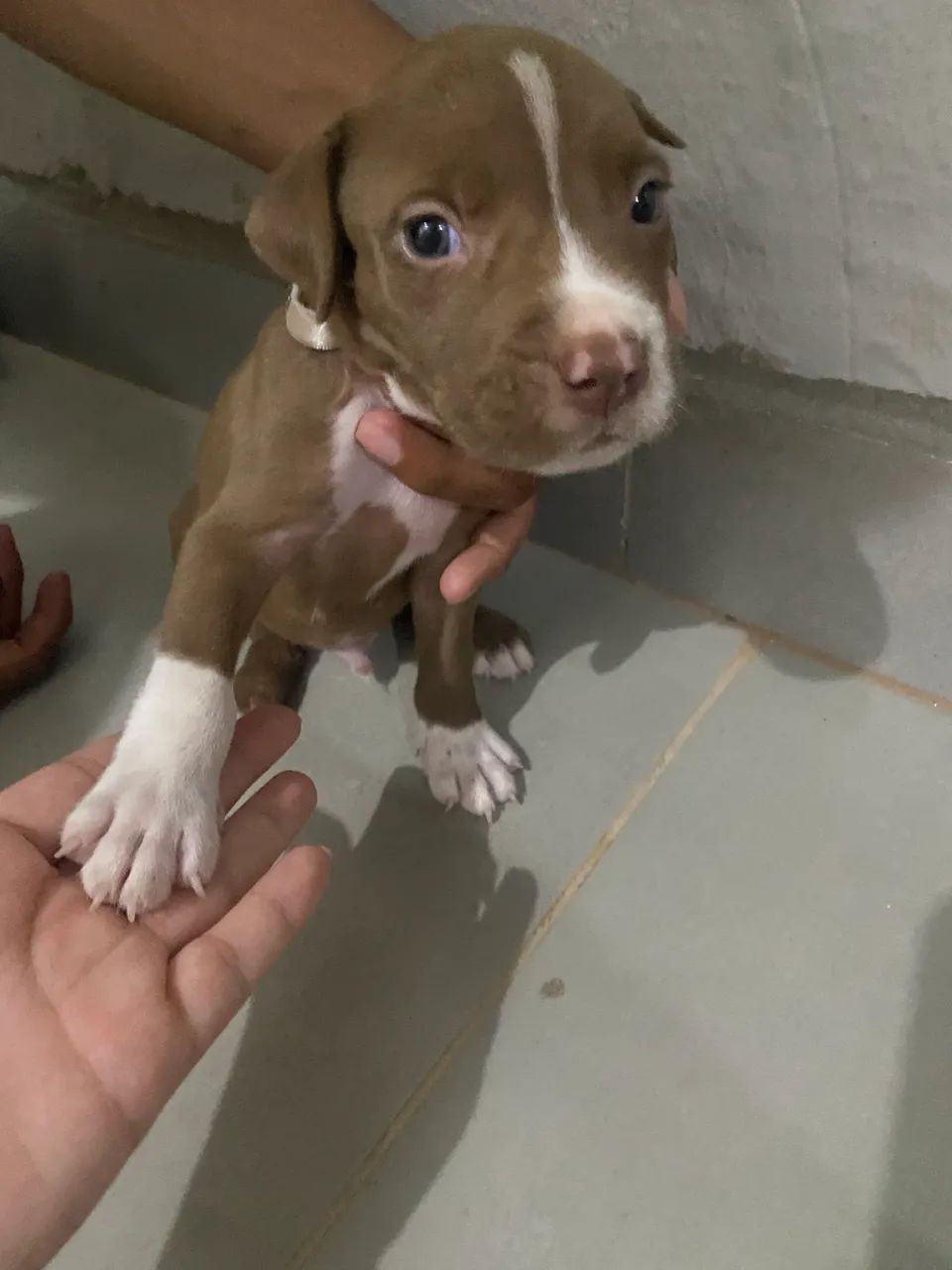 Filhote de pitbull 