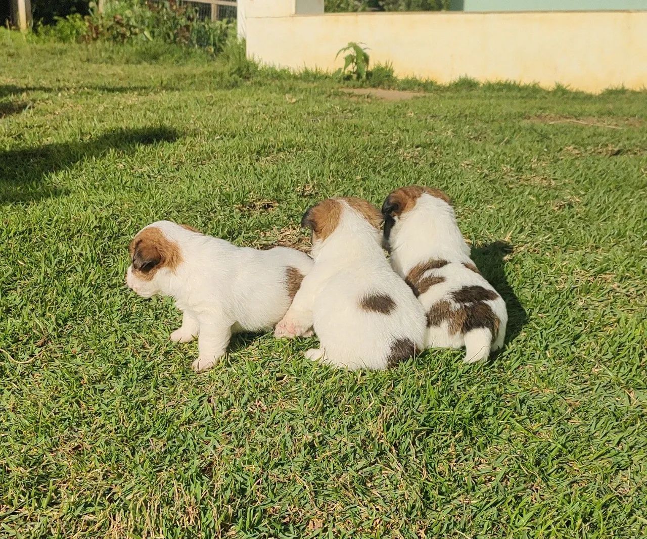 Jack Russell Terrier  - Foto 3