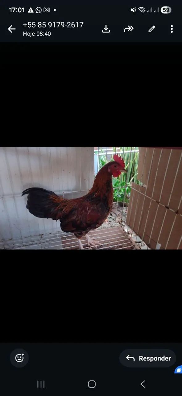 Frangos a venda  - Foto 2