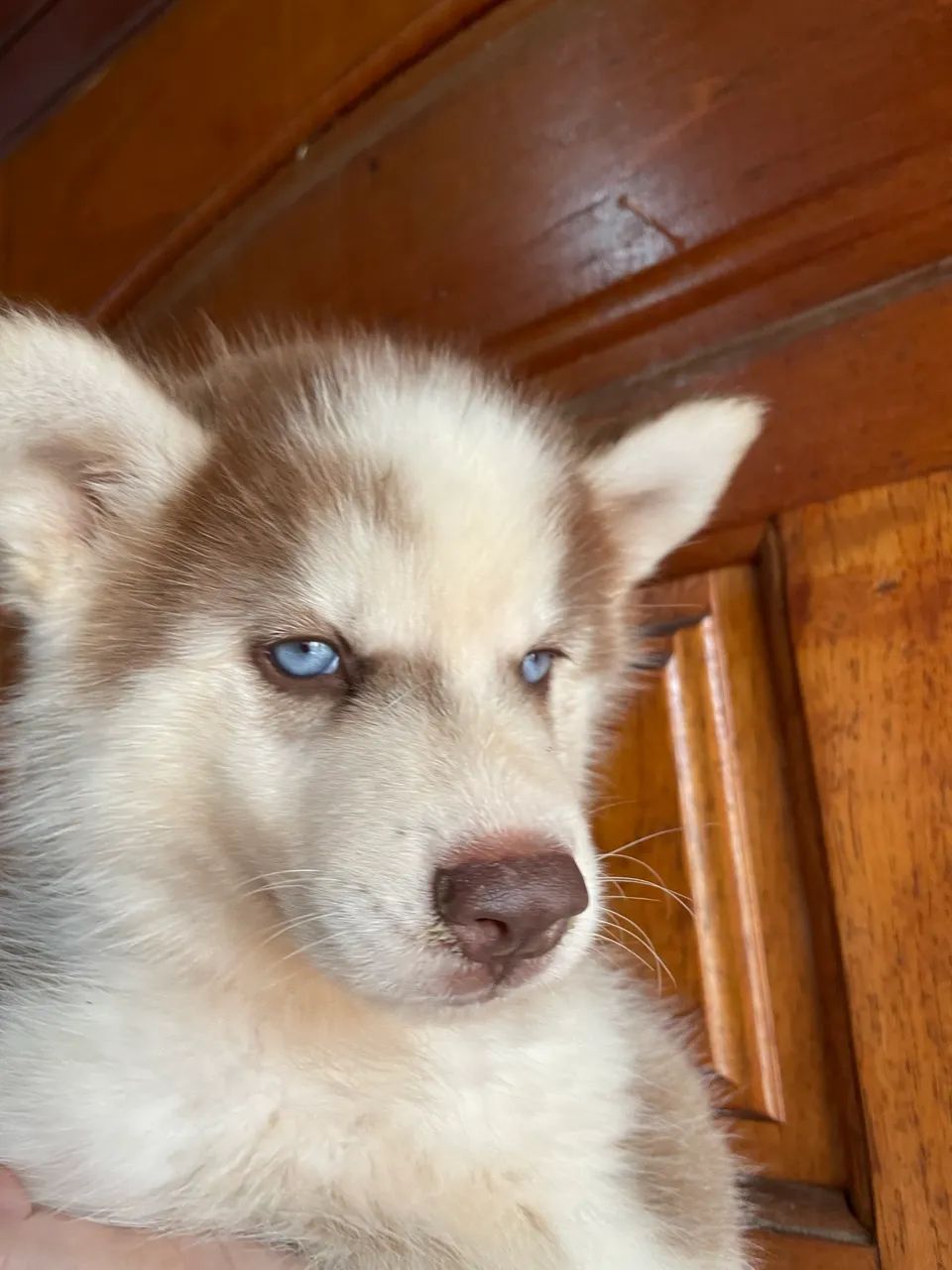 Husky Macho Filhote  - Foto 5