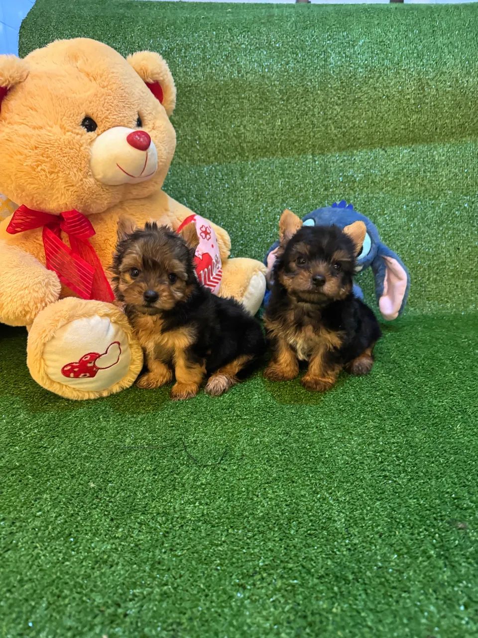Cachorro  - Foto 2