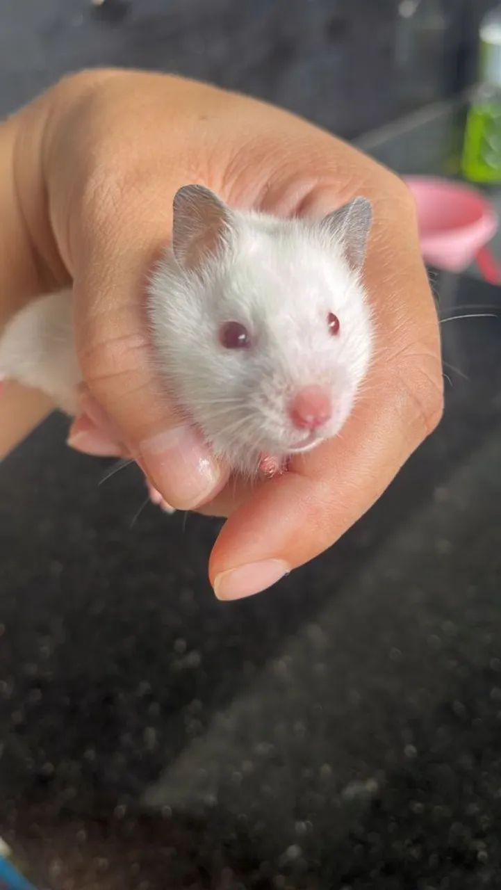 Estamos vendendo hamsters (variações de cores) 50$ reais cada
