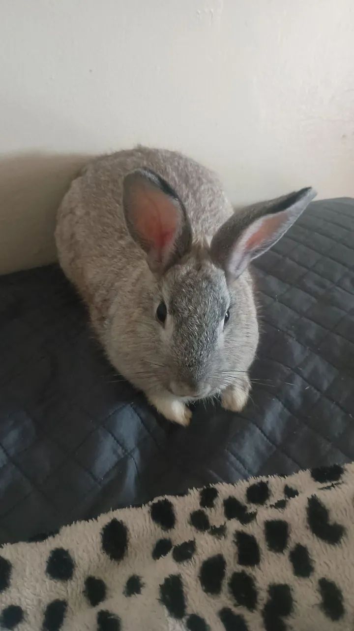 Vendo coelha cinza - Foto 3