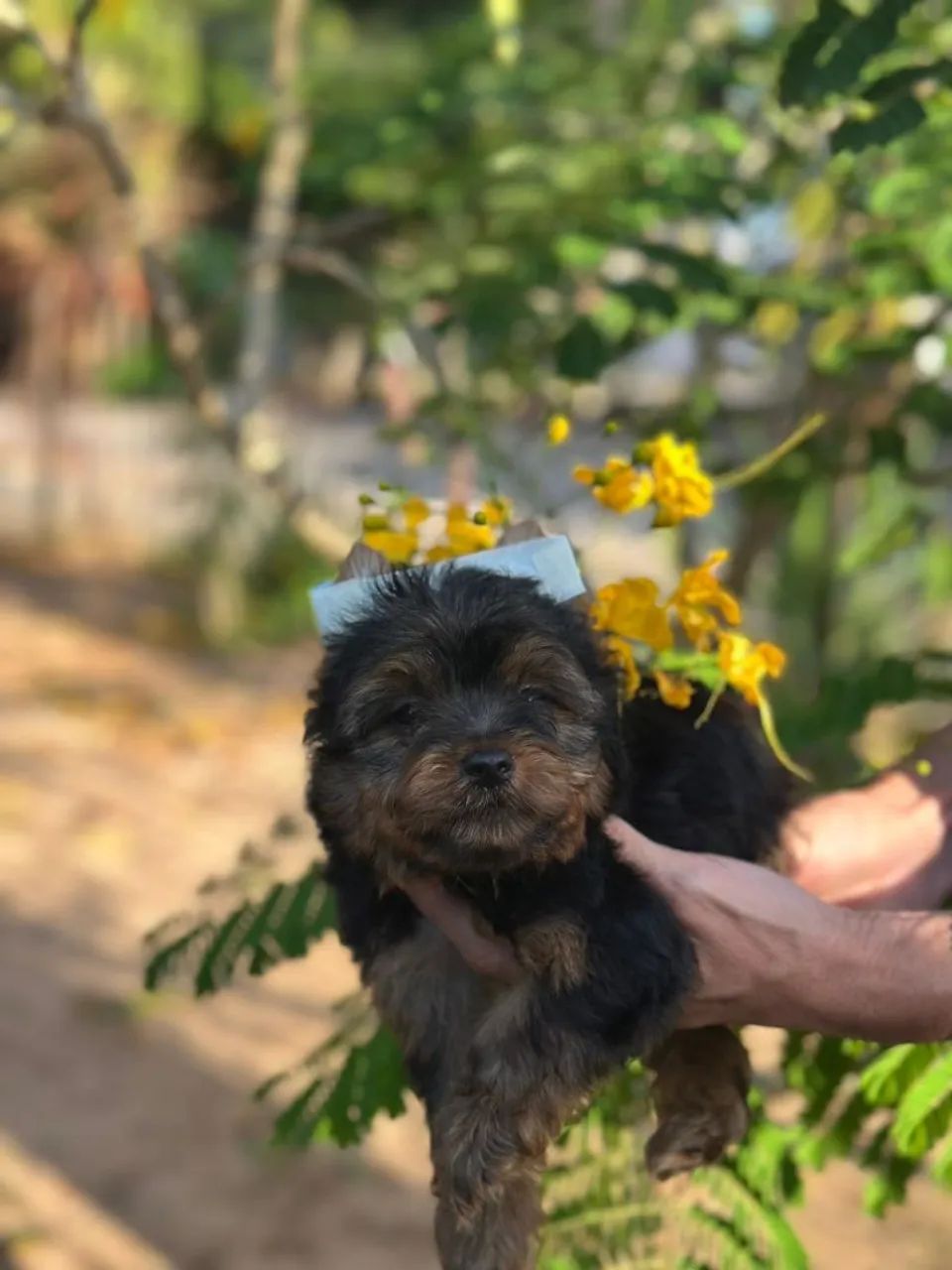 Machinho de Yorkshire  - Foto 4