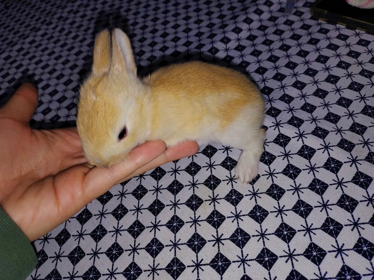 Coelhinhos - Foto 2