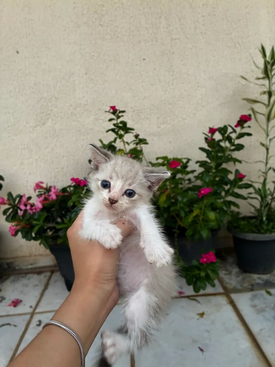 Gatinhos disponíveis para adoção responsável  - Foto 2