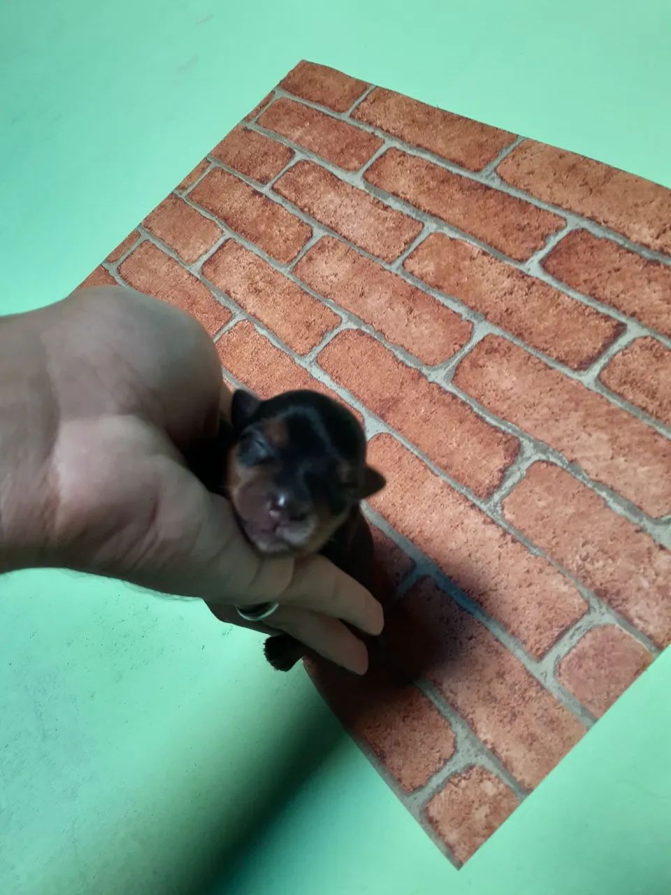 Yorkshires Terrier Babys - Foto 3