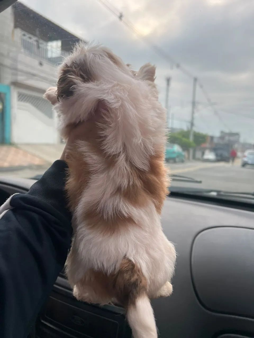 Shihtzu mini olhos claros - Foto 2