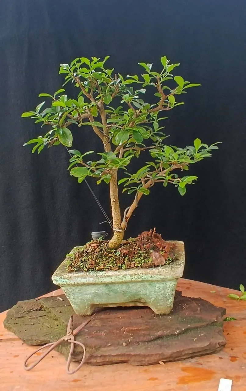 Bonsai juniperus horizontalis - Hobbies e coleções - Nossa Senhora