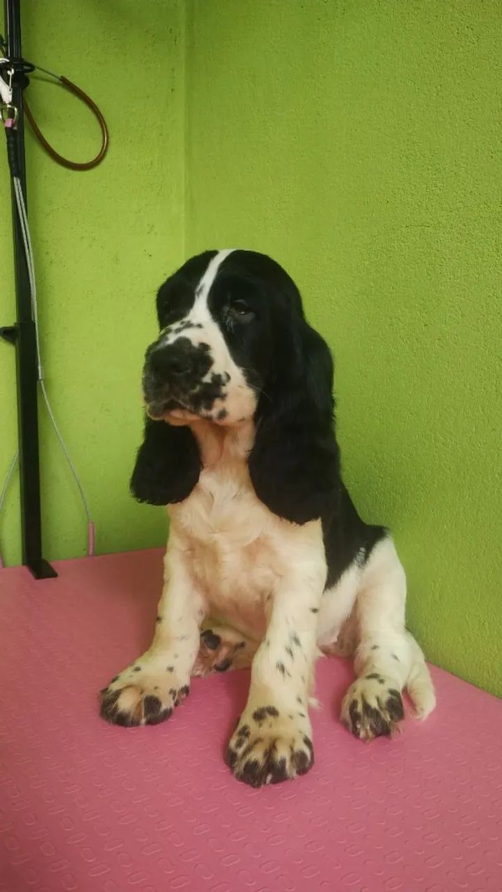 Canil de cockers  - Foto 3