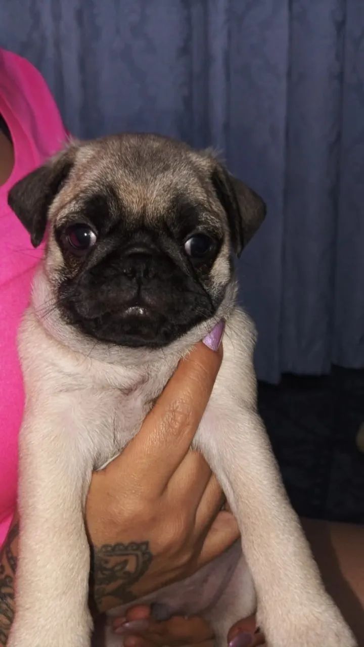 Cachorro - Foto 5