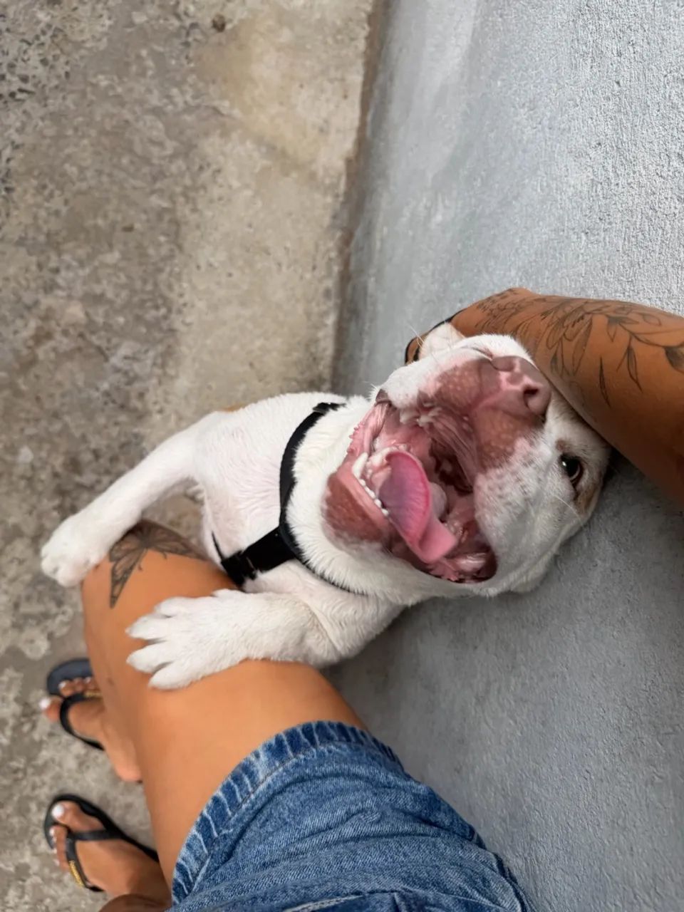American bully