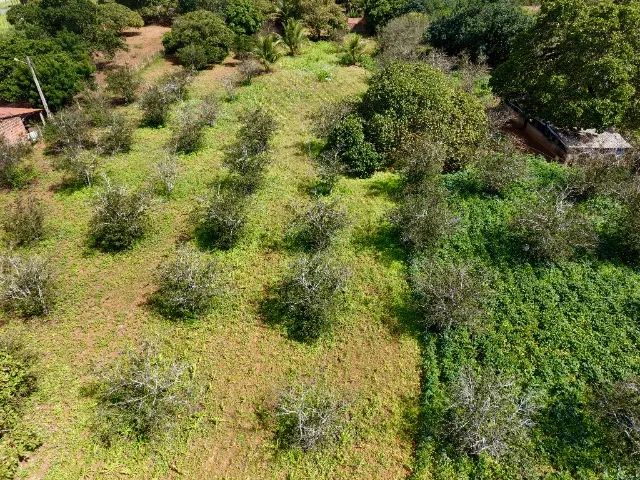 Sítio com casa e fruteiras próximo à Serra das Pias em Palmeira dos Índios - Foto 7