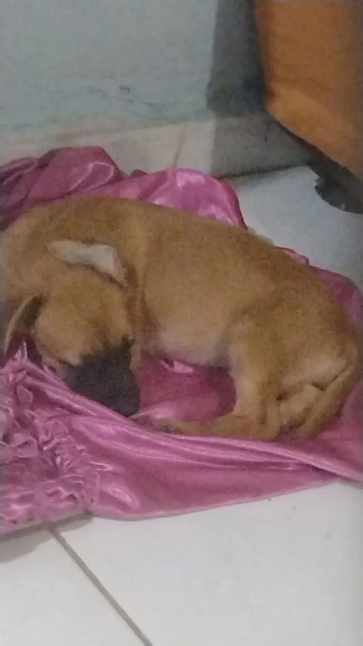 Doação de cachorrinha 
