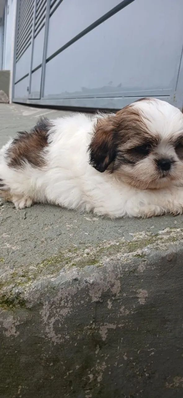 Shitzu fêmea  - Foto 2