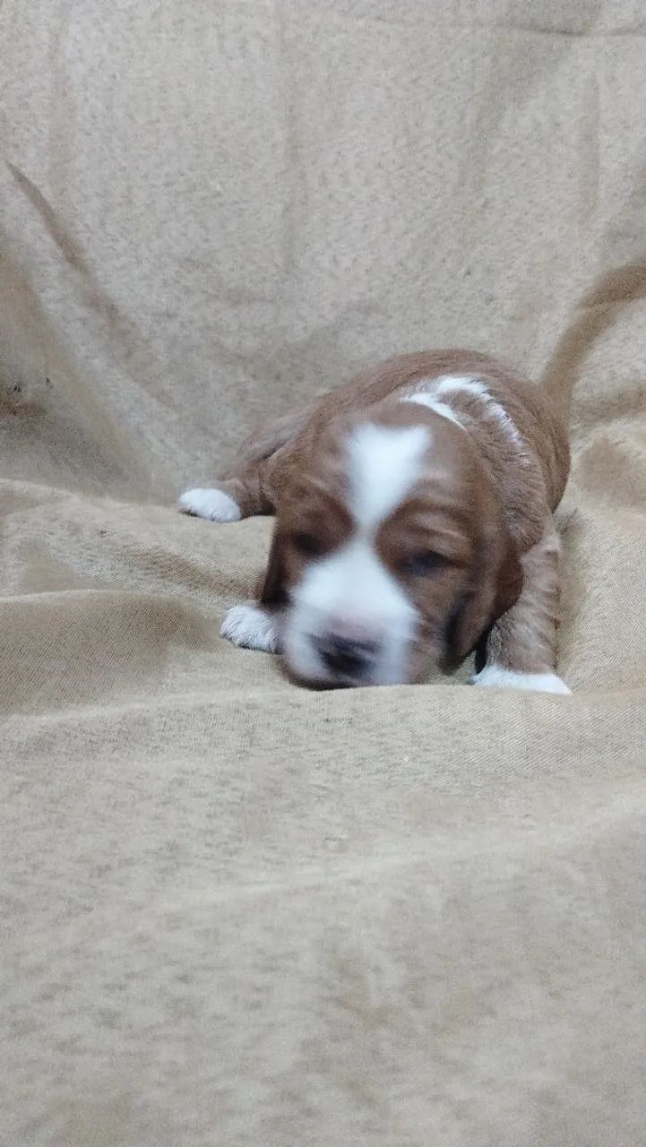 Cocker spaniel inglês  - Foto 3