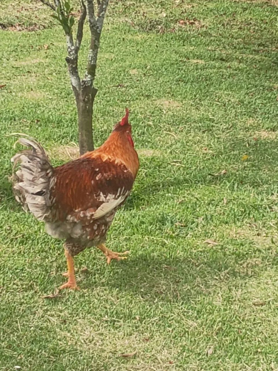 Frango GSB Balão  - Foto 4
