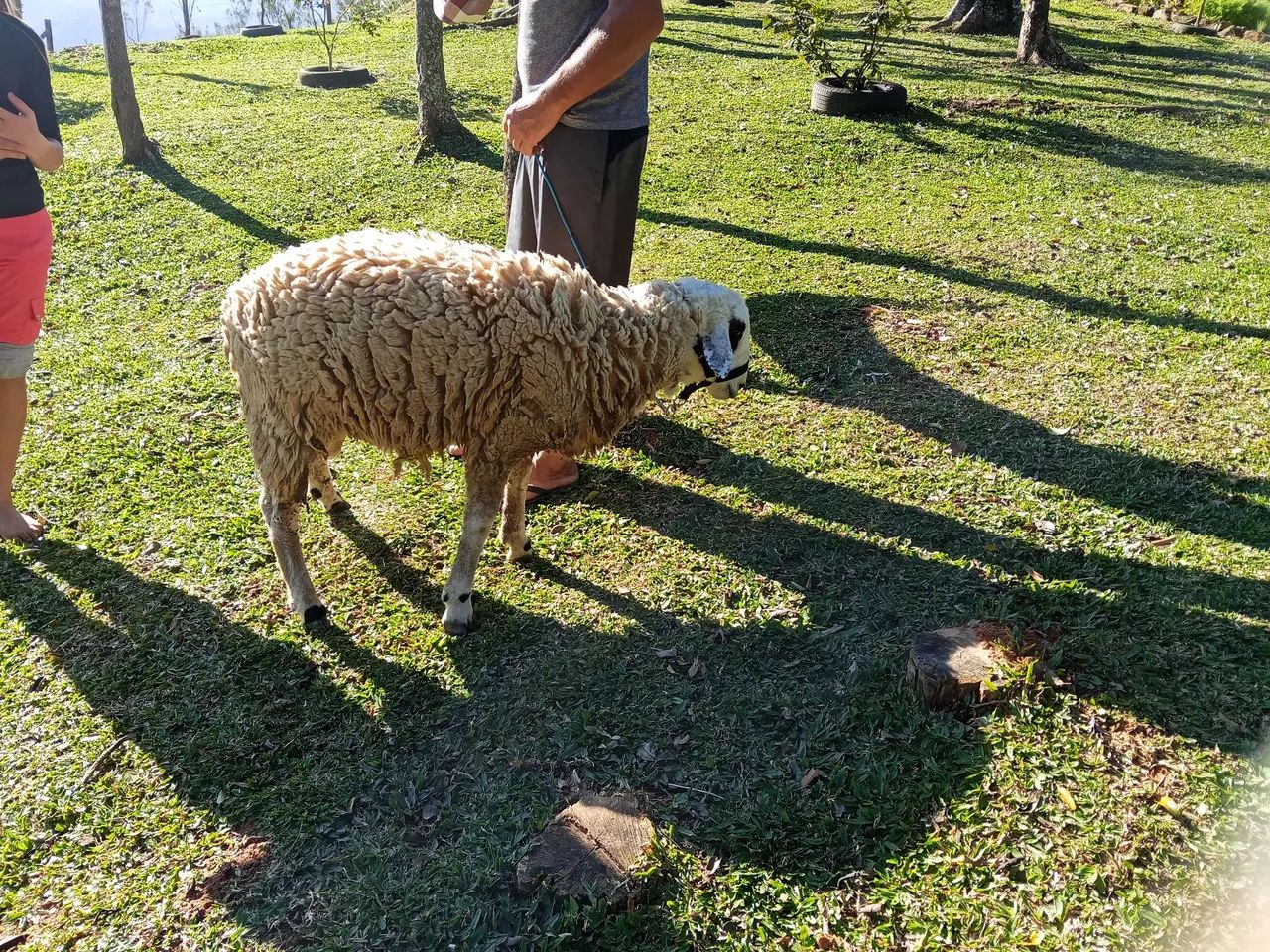 Carneiro manso - Foto 3