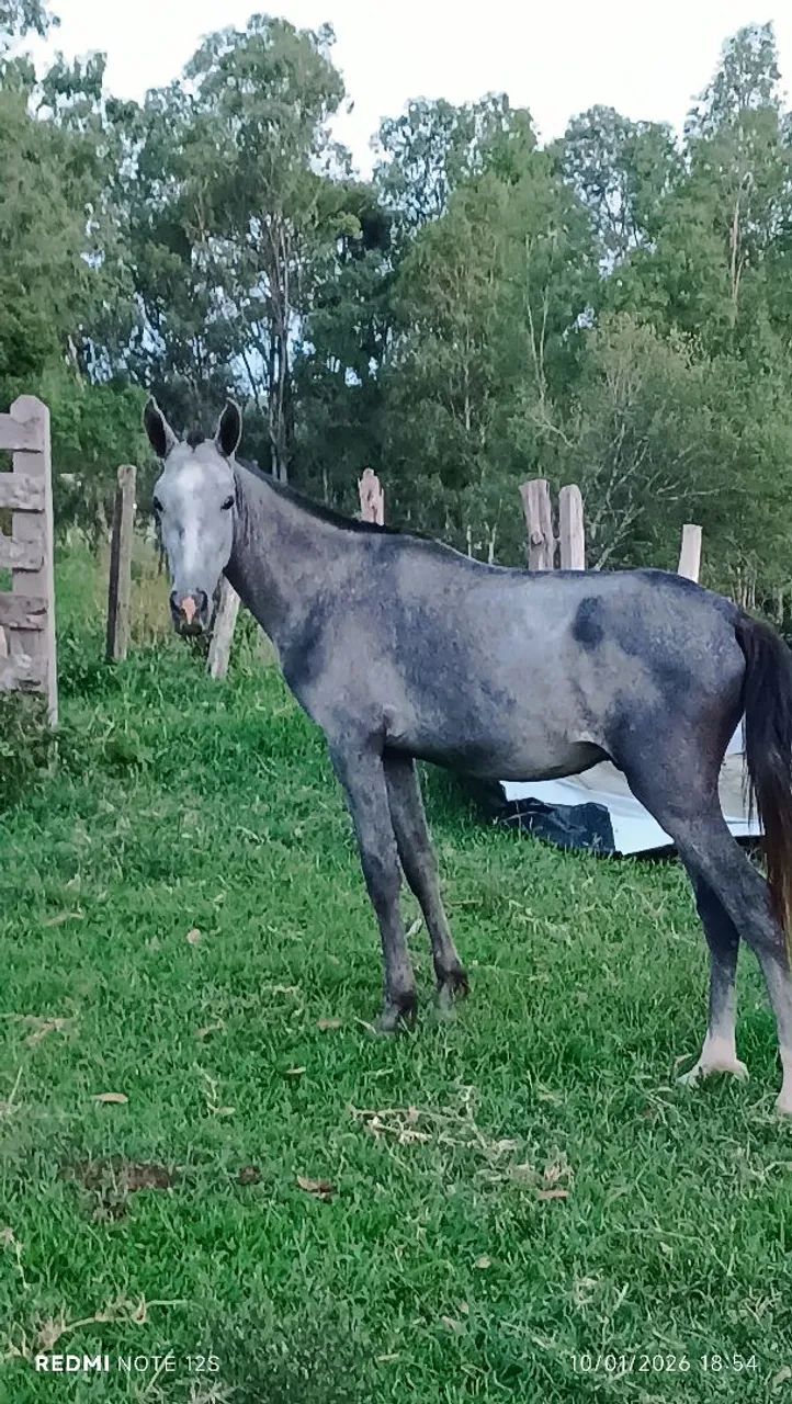 Cavalinho inteiro  - Foto 3