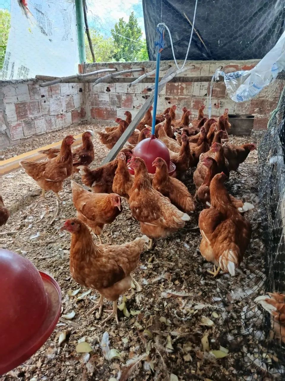 Galinha isa