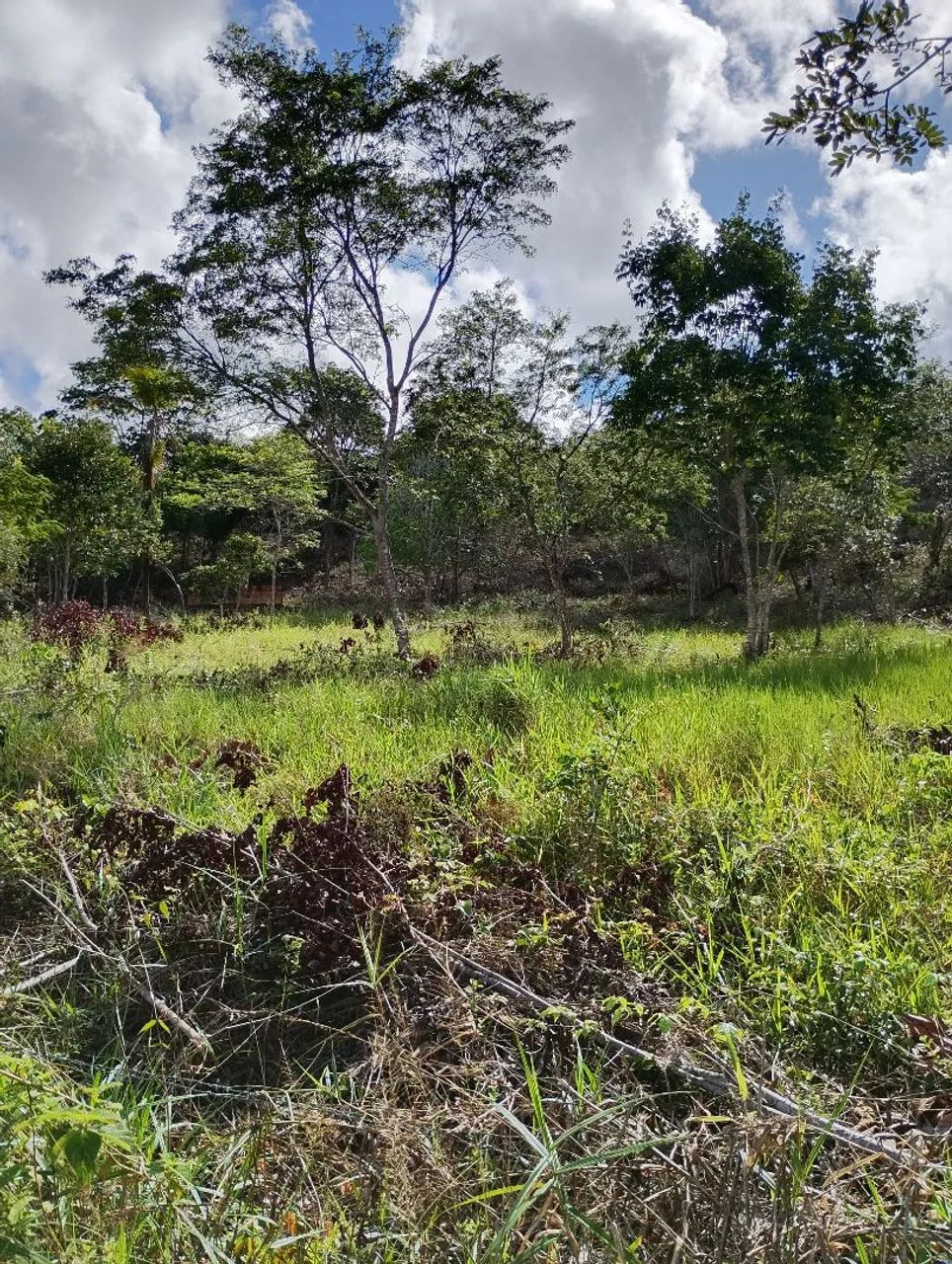 VENDO SITIO EM CATU/BA  - Foto 4
