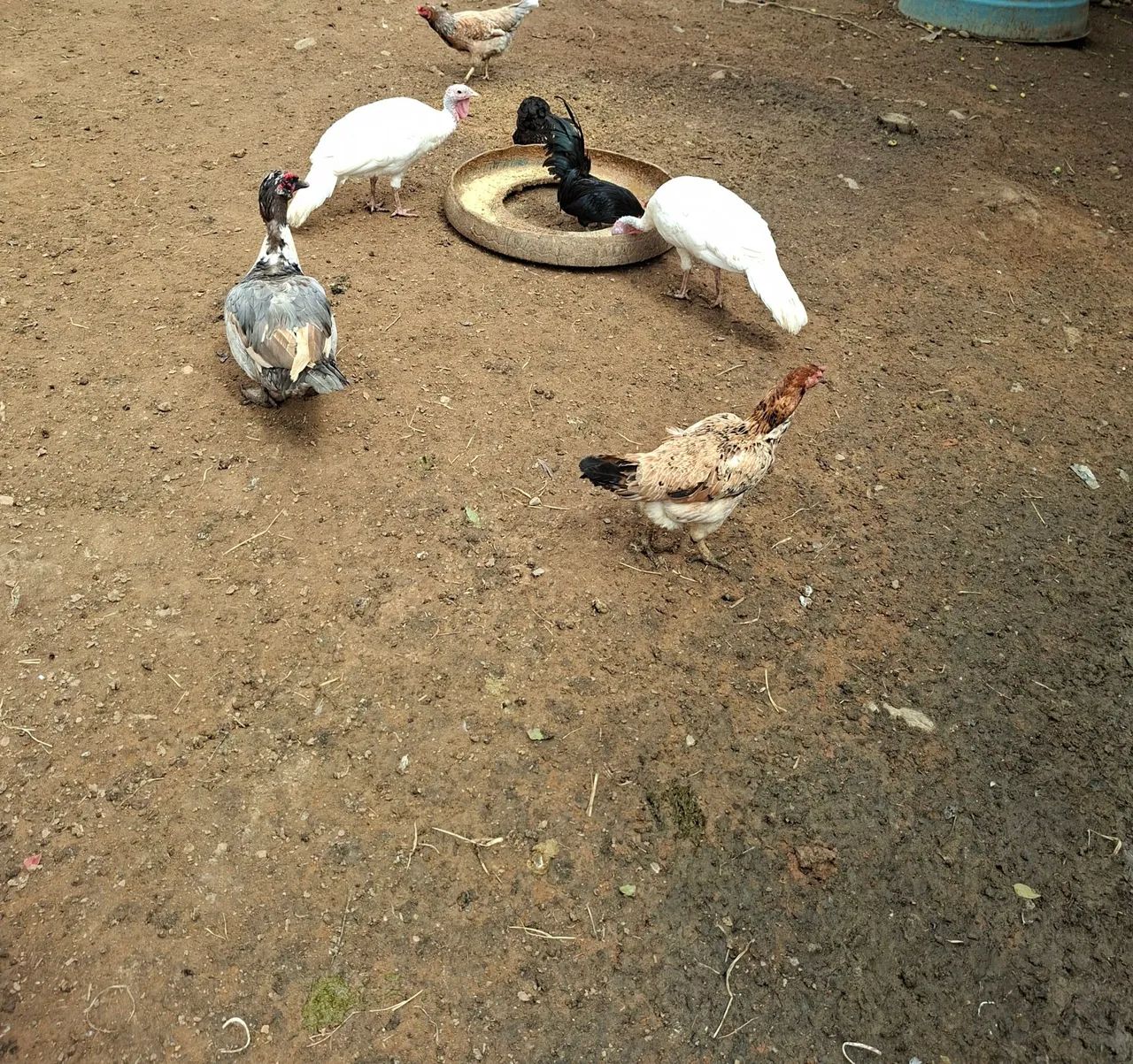 Peru - Foto 2