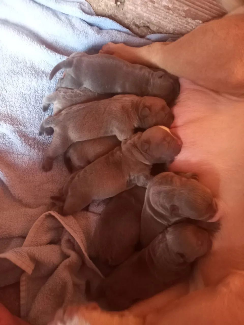 Animais - Foto 5