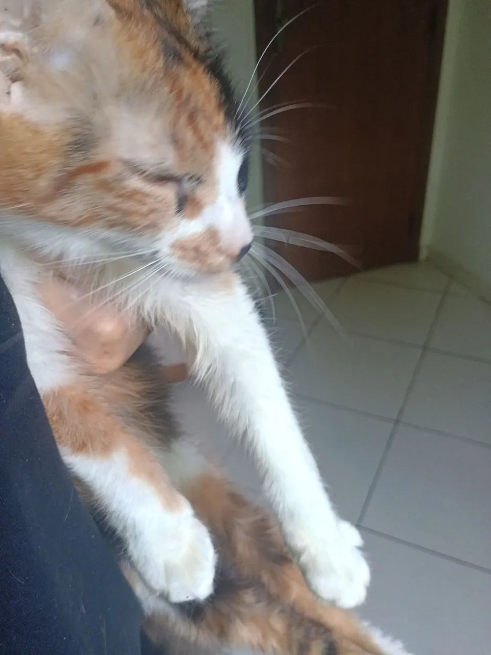 Doação de gatinhos  - Foto 3