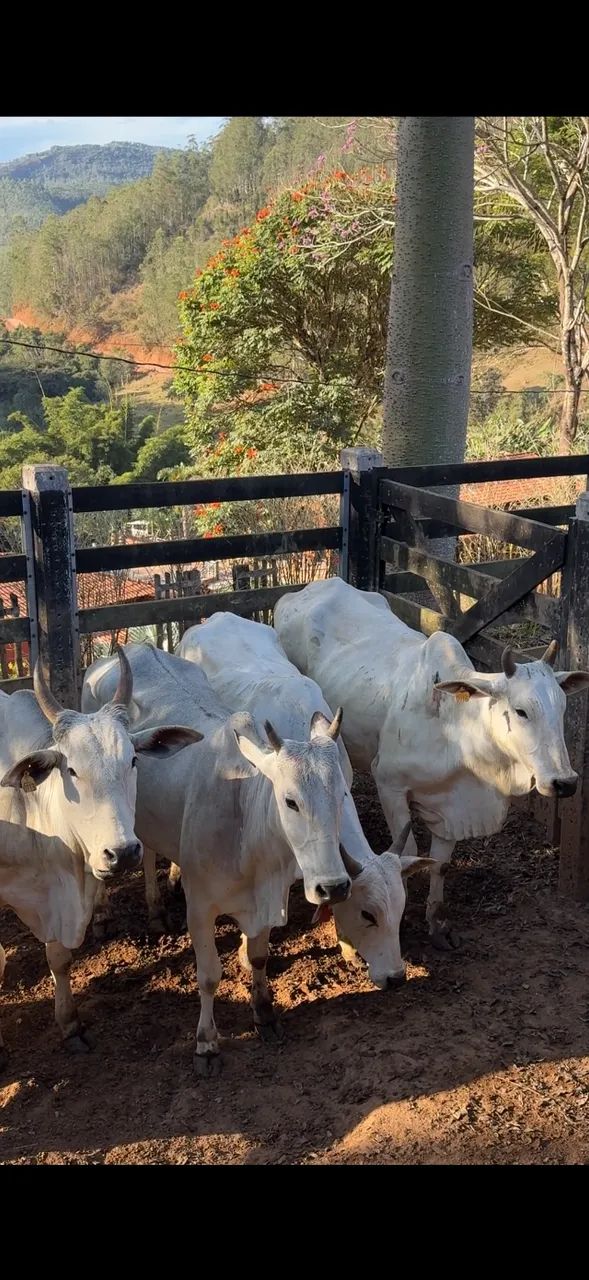 Vacas Nelore 