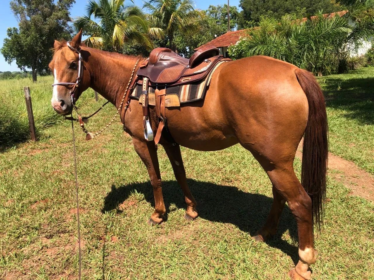 Égua já pronta. - Foto 2