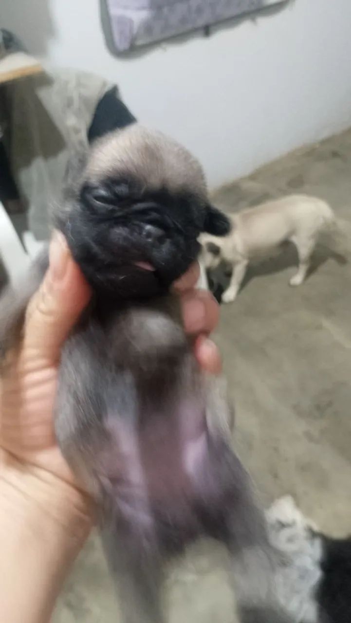 Vendo filhote pug. - Foto 3