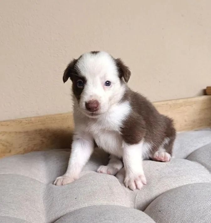 Border Collie - Machos e Fêmeas disponíveis! - Cachorros