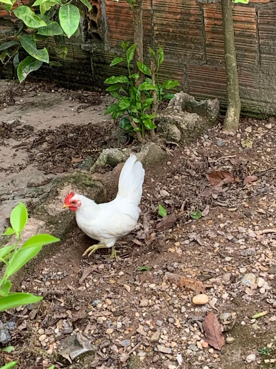 Vendo garnizé  - Foto 4