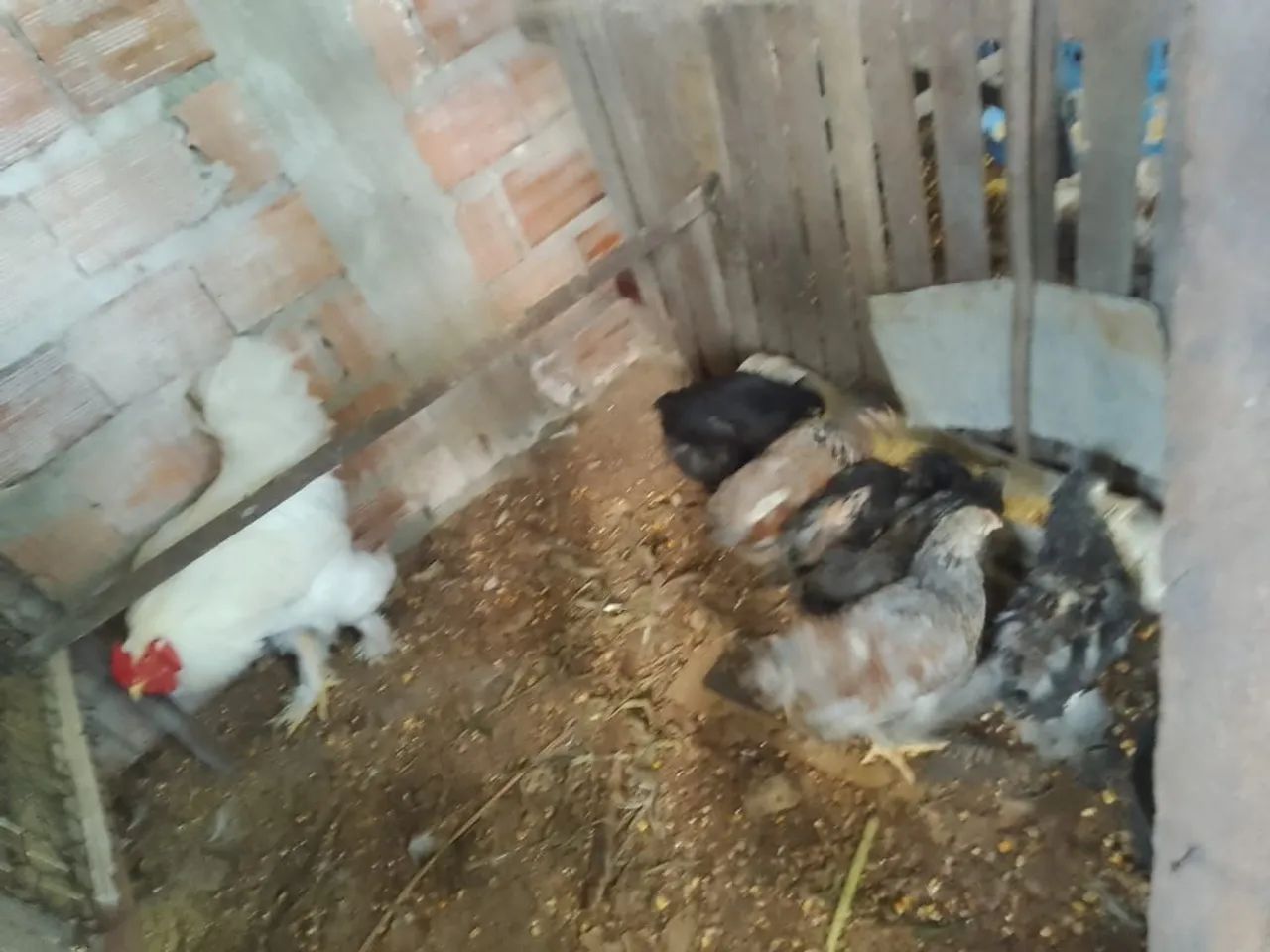 5 pintos com 2 meses e meio raça bhrama  - Foto 2
