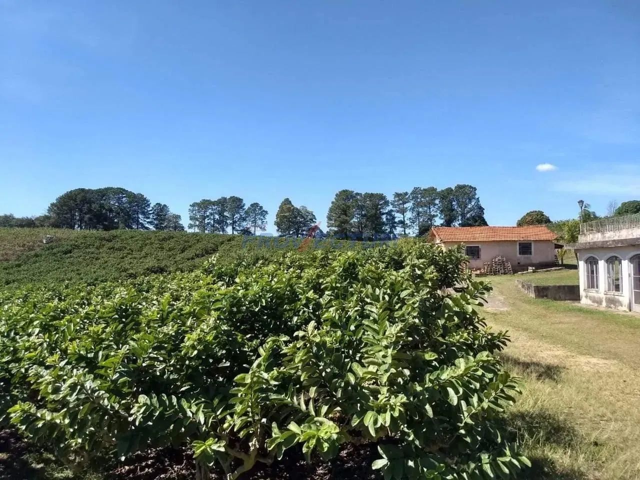 sítio - São Pedro - Valinhos - Foto 3