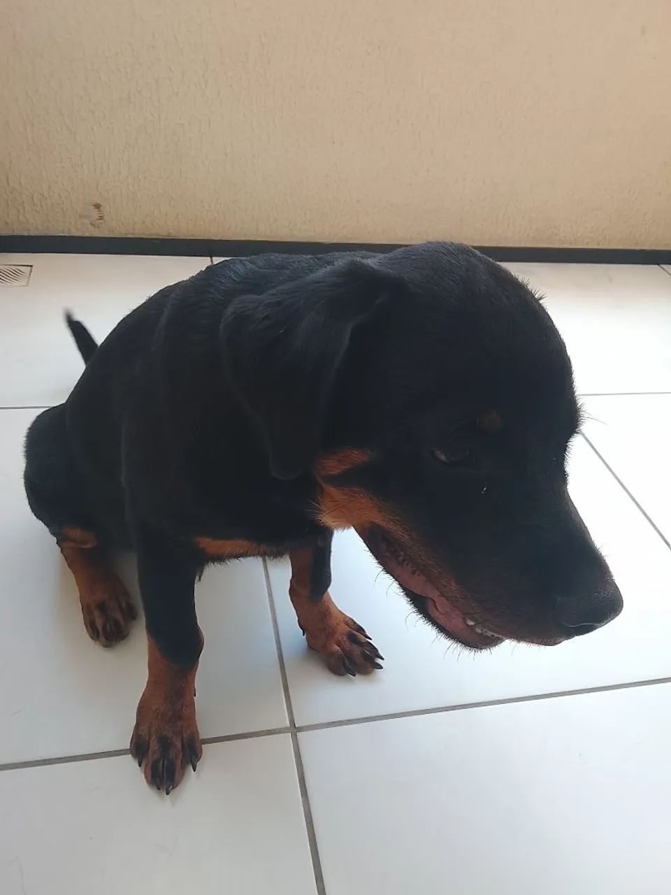 Filhote de rottweiler  - Foto 3