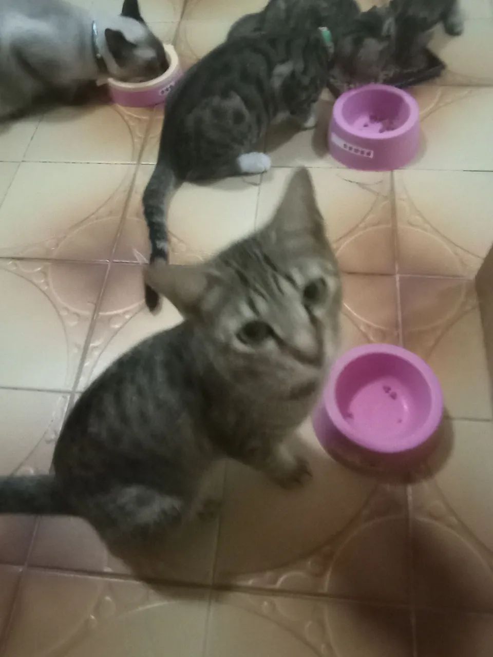 Gatos resgatados doação de imediato  - Foto 4