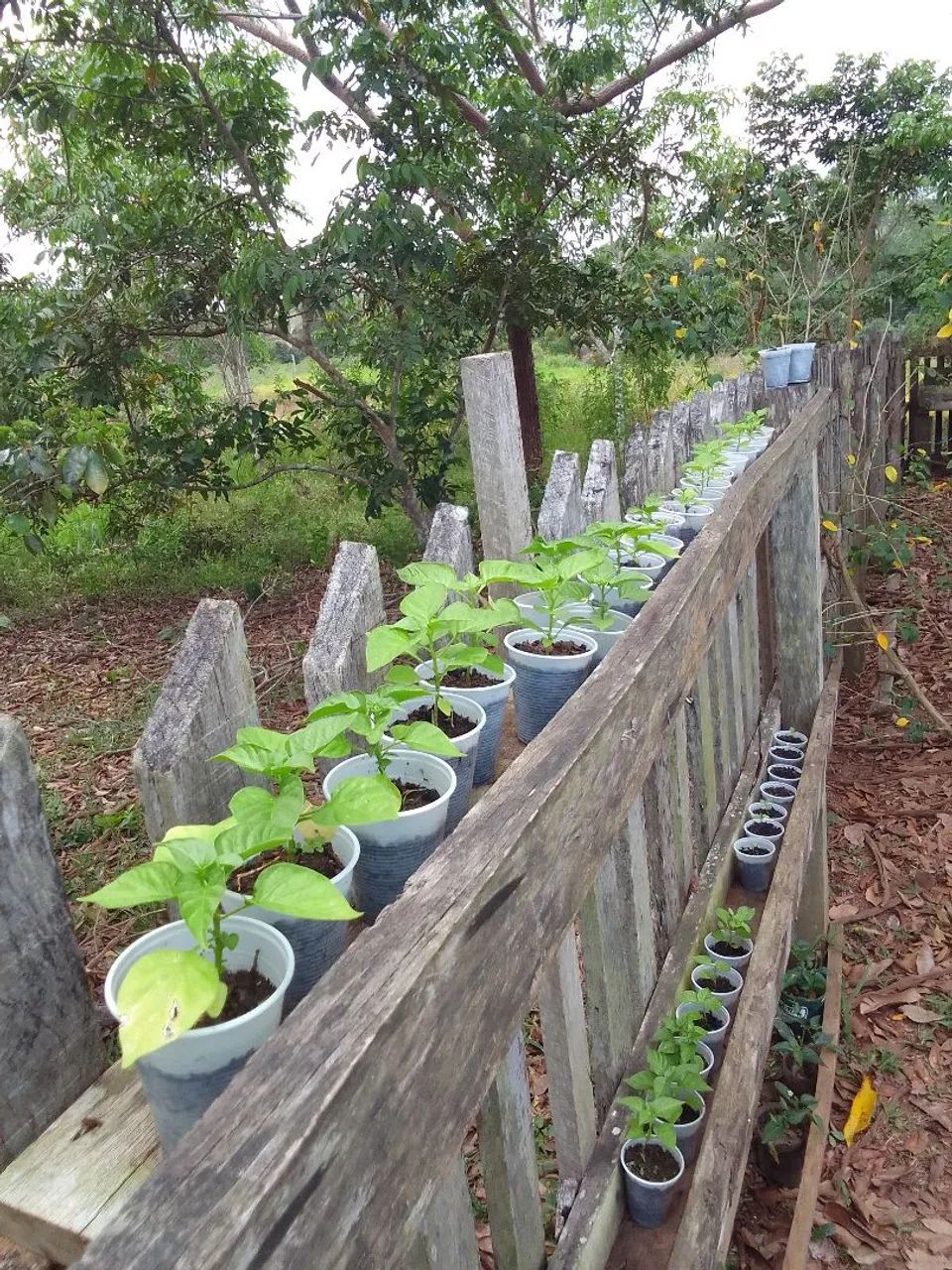 Mudas de Pimenta  - Foto 2