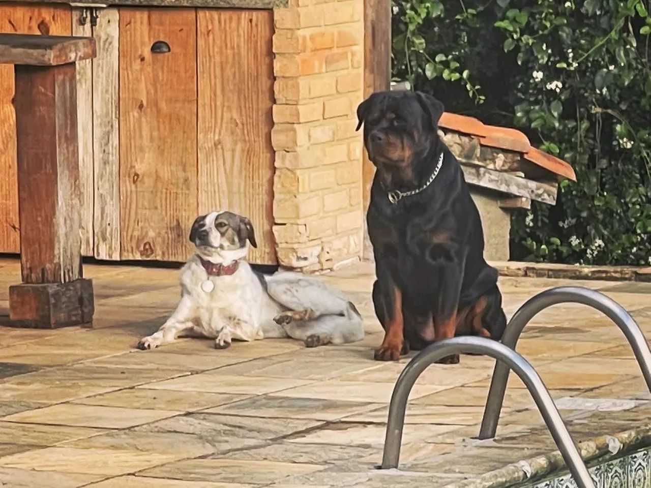 Filhotes Rottweiler com pedigree e microchip disponíveis  - Foto 4