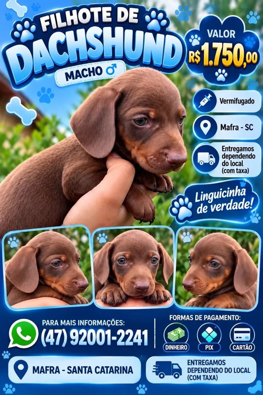 Dachushund  - Foto 2