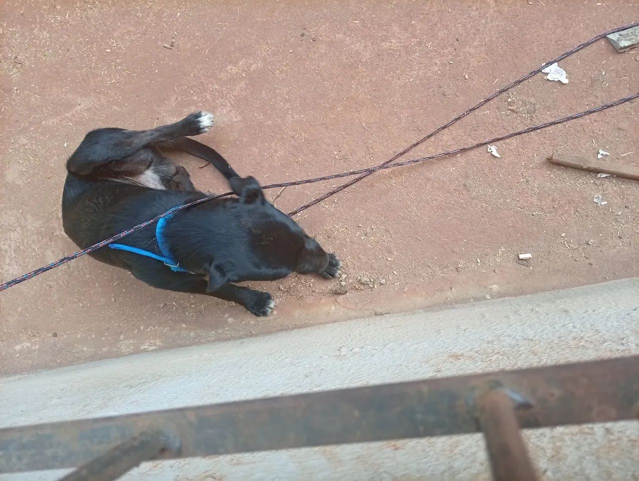 Cachorro adoção  - Foto 3