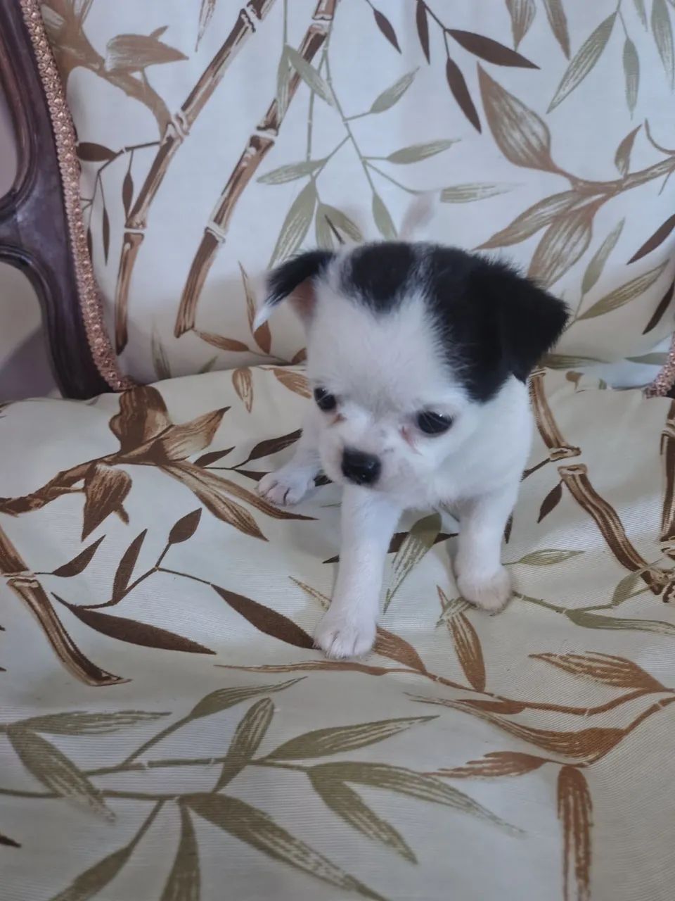 Chihuahua fêmea  - Foto 6